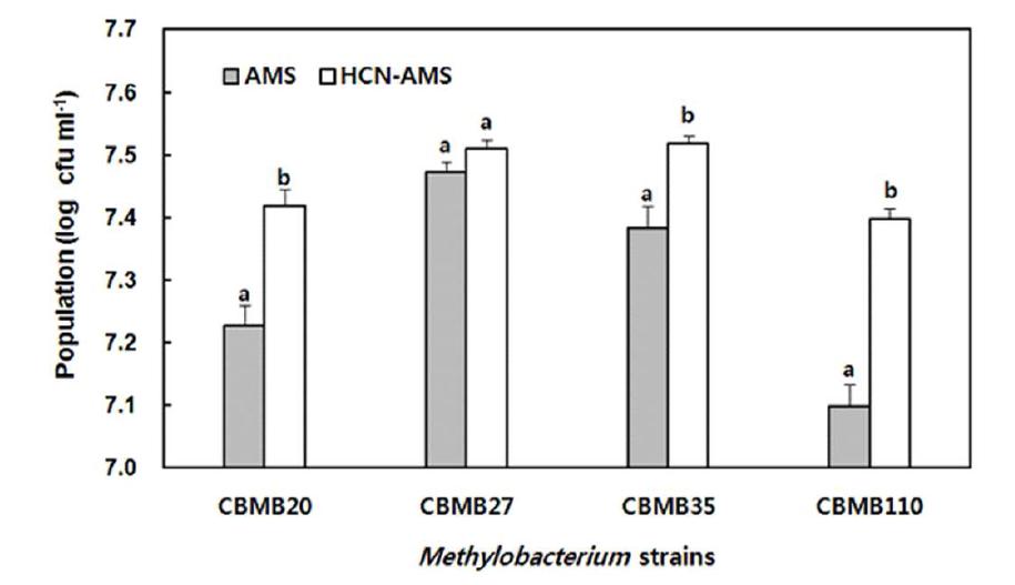 Comparative population of M ethylobacerium strains in AMS medium and HCN-AMS medium maintained at 150 rpm at 30℃. Each value represents the mean ± S.E (n=4). Different letters indicate a significant difference (between growth media) according to t test at P < 0.05.