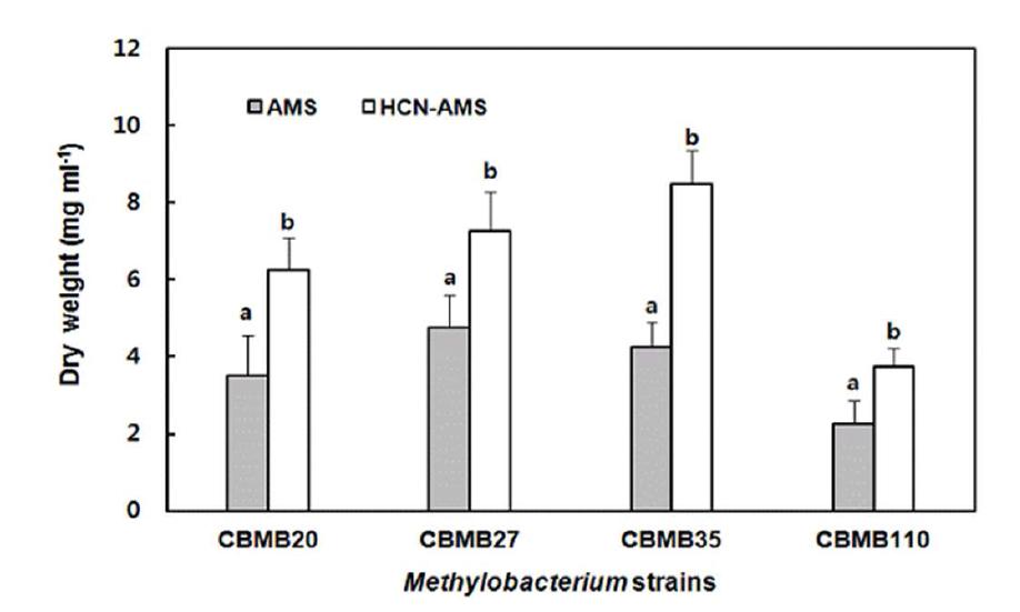 Comparative flocculation yield of M ethylobacerium strains in AMS medium and HCN-AMS medium maintained at 150 rpm at 30℃. Each value represents the mean ± S.E (n=4). Different letters indicate a significant difference (between growth media) according to t test at P < 0.05.