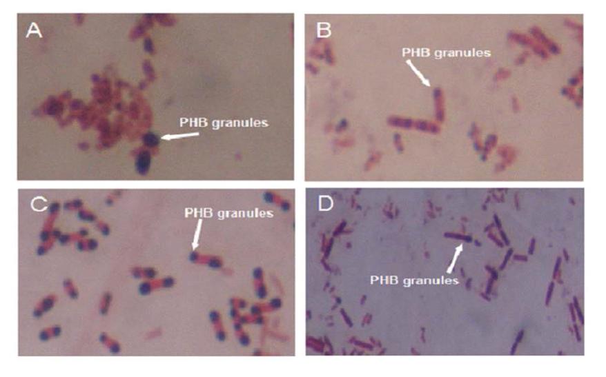 Micrograph of M ethylobacterium strains showing PHB accumulation by dark inclusions with sudan black stain. (A) CBMB20; (B) CBMB27; (C) CBMB35; (D) CBMB110.