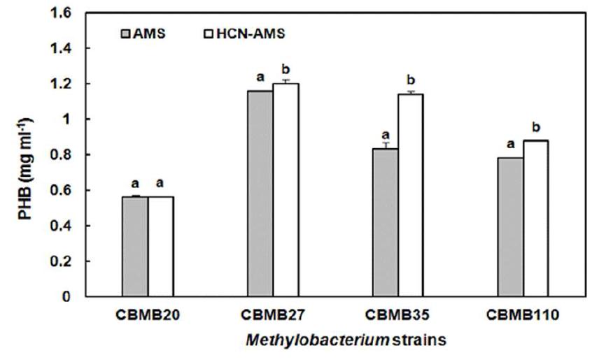 PHB accumulation of M ethylobacterium strains grown in AMS medium and HCN- AMS medium maintained at 150 rpm at 30℃. Each value represents the mean ± S.E (n=4). Different letters indicate a significant difference (between growth media) according to t test at P < 0.05.