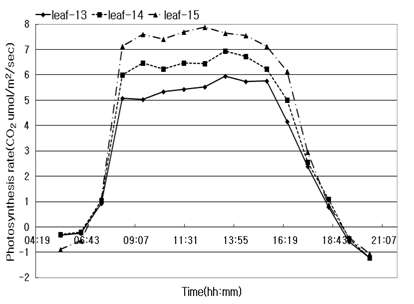 토마토 13, 14, 15번 잎의 일중 광합성 속도 변화