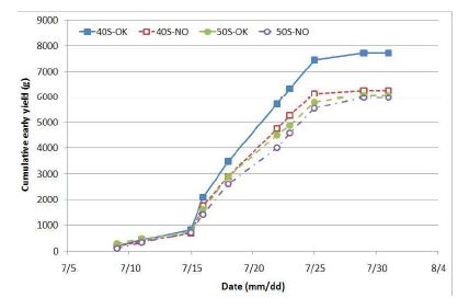 Cumulative early yield(g) of the spacing and plug cell size treatments on the cherry tomato.