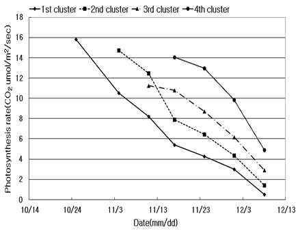 Changes in photosynthetic rates of each clusters. Each value is the mean of three leaves. Light intensity: 1000μmol·m-2·sec-1, CO2 concentration: 400ppm