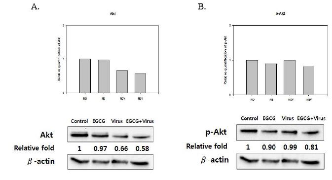 Wester blot assy를 이용한 EGCG 비처리구와 처리구에서의 Akt(A), p-Akt(B)의 단백질 발현 변화 확인