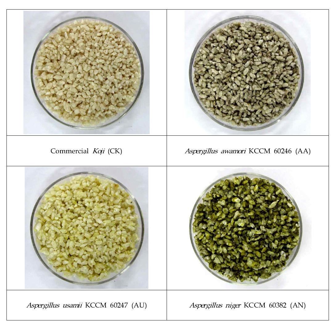 곰팡이 균주별 koji 제조