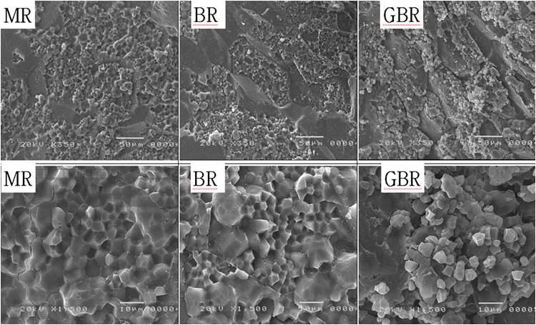 Scanning electron microphotographs of cross section of milled (MR), brown rice(BR) and germinated brown rice (GBR) kernels