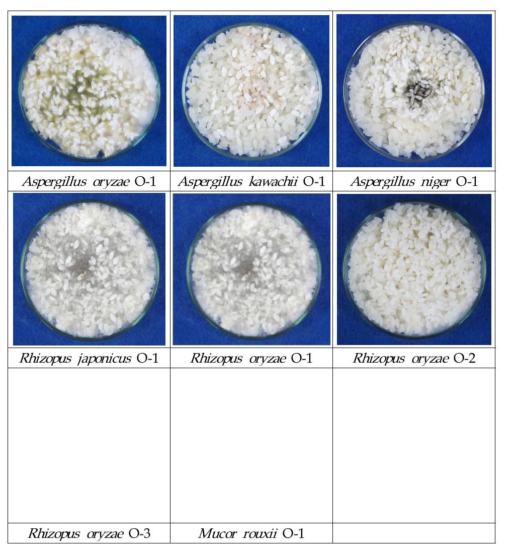 Koji제조를 위한 곰팡이별 seed Koji 제조 사진