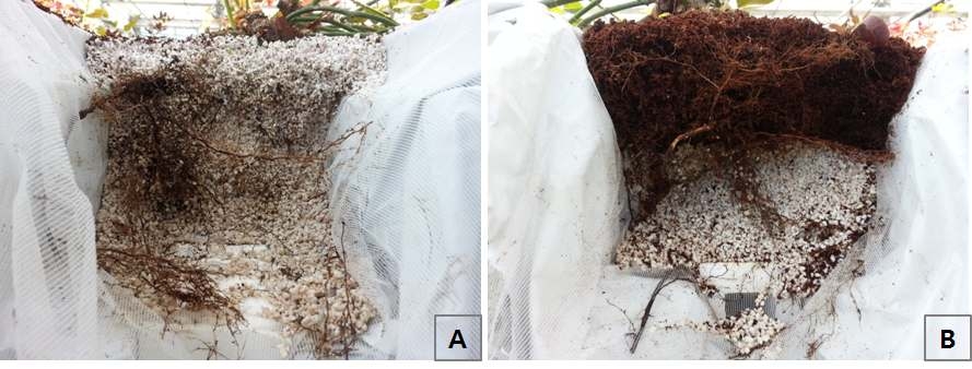 절화장미의 뿌리 분포. A, 펄라이트; B, 펄라이트 + 코이어