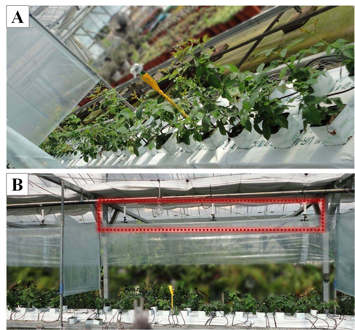 경남과학기술대학 비닐온실에서 양액재배되고 있는 장미 ‘Feel Lip’ 의 생육모습(A, 정식 후 4주 경과) 및 미스트 발생장치와 처리간 간섭을 막기 위해 투명 비닐 칸막이를 설치 (B).