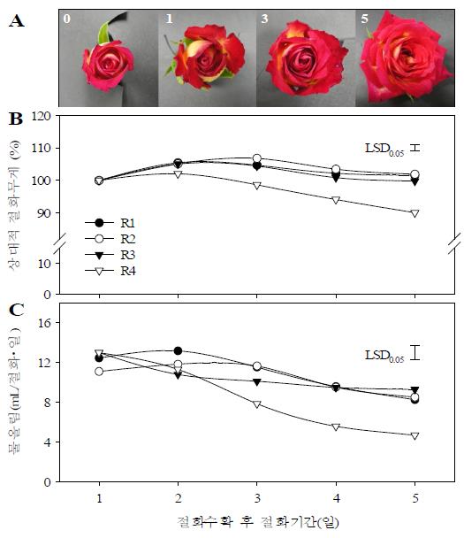 미스트처리가 수확 후 절화기간 동안 절화의 개화상태(A), 상대적 무게 (B)및 수분흡수량 (C)에 미치는 영향. 5%수준에서 최소유의차(LSD)를 나타냄.
