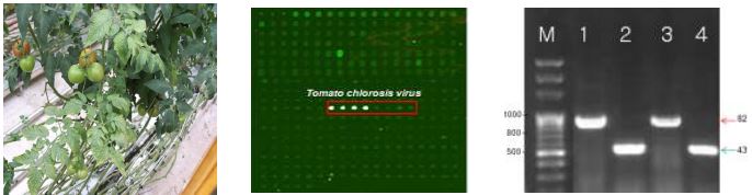 토마토황화 증상, LSON칩 결과, RT-PCR 결과
