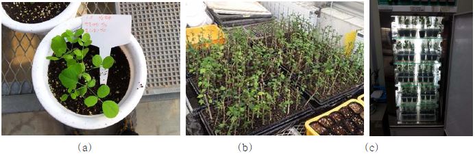 아까시나무(a), 무궁화나무(b) 및 2013년 가온실험 전경 (c)