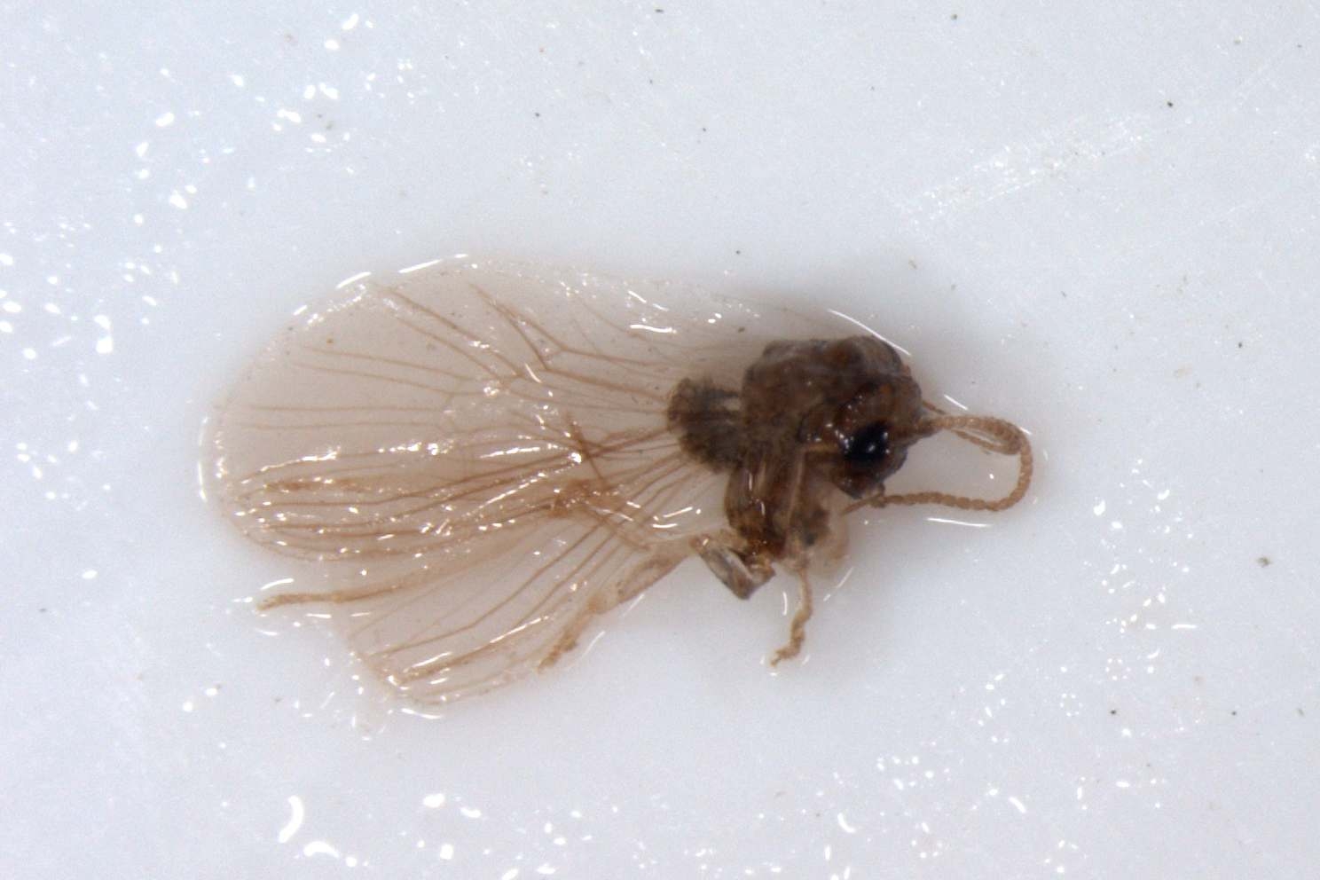 미국선녀벌레의 머미에서 우화한 기생봉 성충(미동정)
