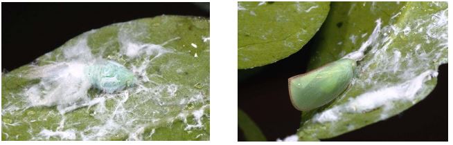 야외 수목류에서 채집한 선녀벌레(Geisha distinctissima)의 약충(좌)과 성충(우)