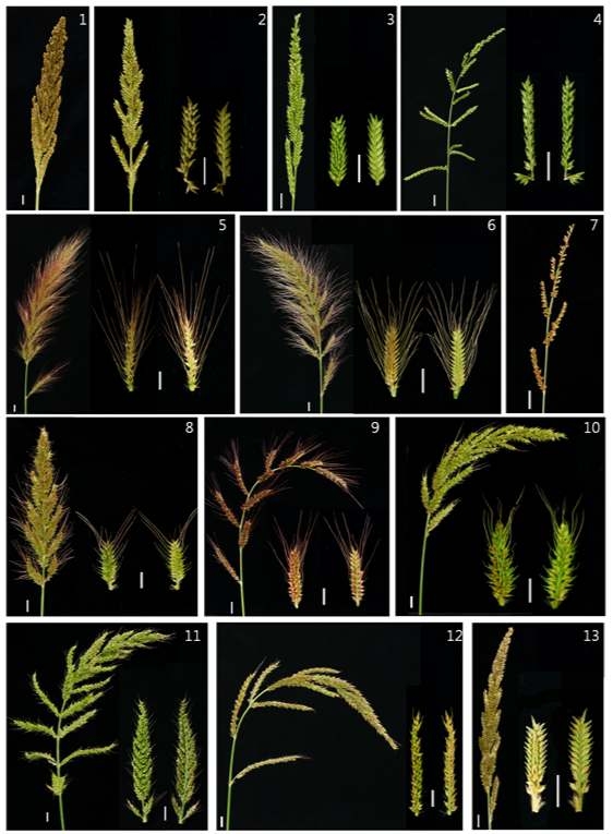 피속 잡초의 원추화서와 화서가지의 다양한 형태 (scale bar = 1cm) 1. E. esculenta, 2. E. oryzicola, 3. E. colona, 4. E. glabrescence, 5~13. E. crus-galli complex