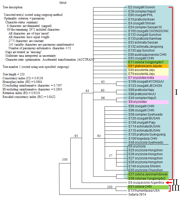 핵산 DNA ITS와 엽록체 DNA matK 염기서열 분석결과 얻어지 2977개의 계통수들의 Strict consensus tree (CIs with and without uninformative characters = 0.9136 and 0.7397; RI = 0.9218). Setaria 3914는 outgroup으로 이용되었다.