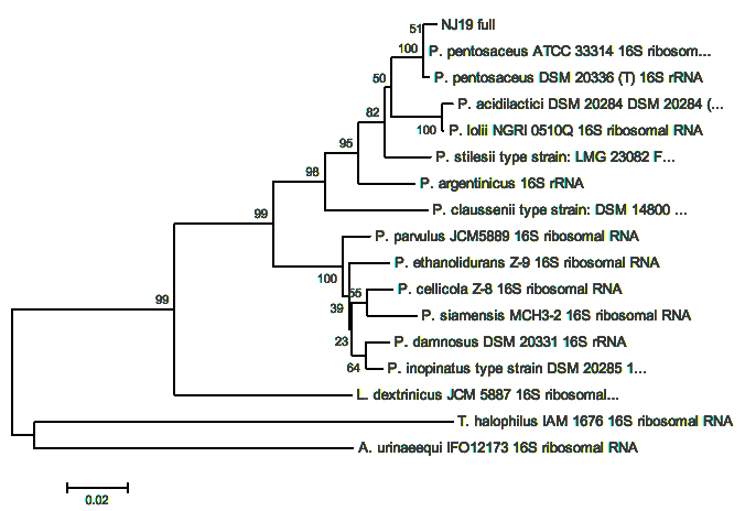 선발균주 NJ19의 분자계통학적 분리 그림