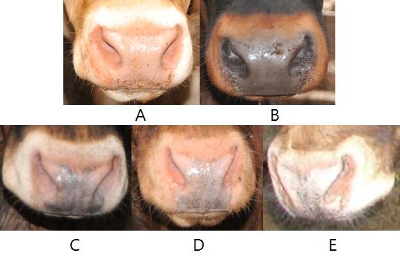 Criteria for classification on the Korean brindle cattle nose color.