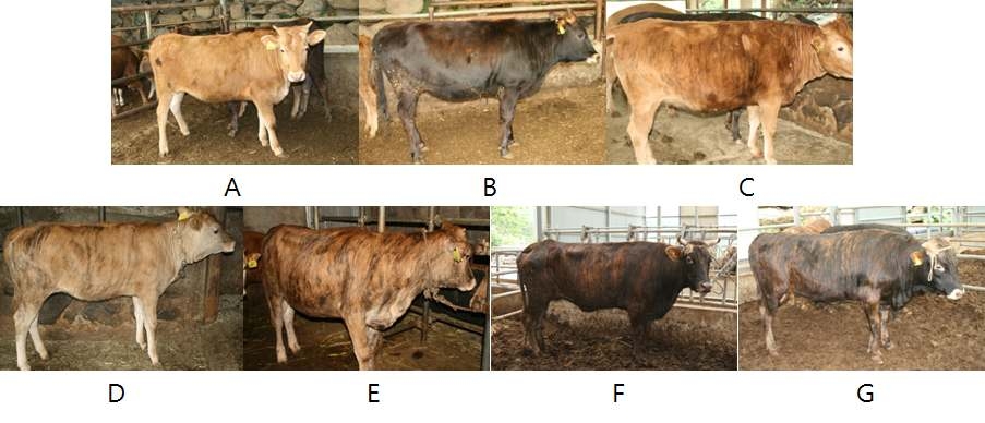 Criteria for classification on the Korean brindle cattle coat color. (yellow : black)