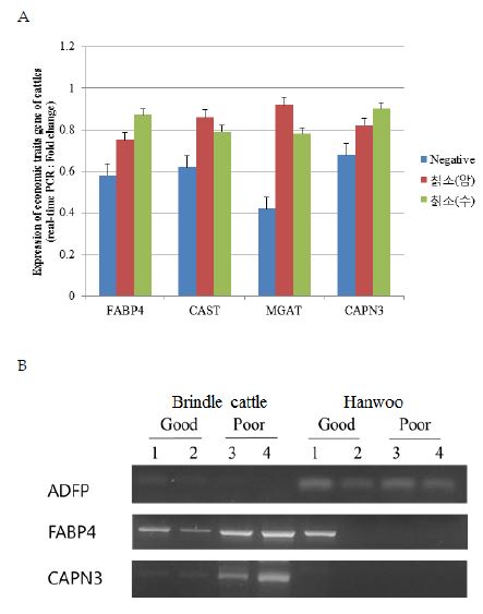 Revers transfer-PCR analysis of economic traits 4 factor expression.