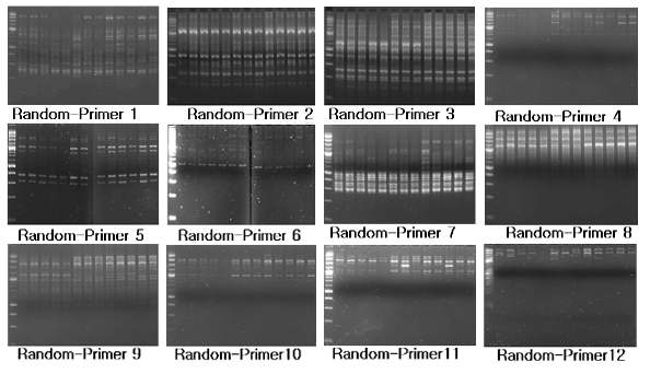 Analysis of DNA polymorphism(URP-PCR). M line(100bp mark) ; 1 line, KNBC(Korea Native Brindled Cattle) ; 2~7 line, HW(Han Woo); 8~10line, Hol(Holstein);11~13line.