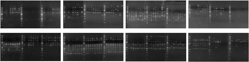 Analysis of DNA polymorphism(RAPD-PCR). M lane(100bp mark) ; 1,10,19 lane, KNBC(Korea Native Brindled Cattle) ; 2~9 lane, HW(Han Woo); 11~18lane, Hol(Holstein); 20~27.