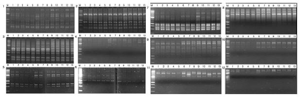 Analysis of DNA polymorphism (URP-PCR). M lane (100 bp mark), KNBC (Korea Native Brindled Cattle) : 1～7 lane, HW(Han Woo): 8～10 lane, Hol (Holstein): 11～13 lane.