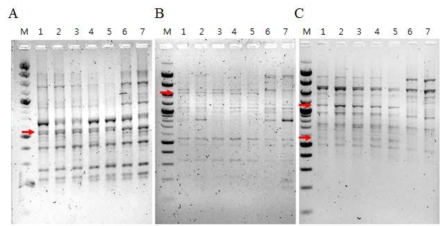 RAPD-RFLP analysis of specific fragment pattern. (M line, 100bp mark) ; 2~6 line,(KBC : Korean Brindle Cattle) ; 7 line, (HW : Hanwoo); 8 line, (Hol : Holstein). A : R3+BamHI , B : R9+BamHI , C :R8+PstI.