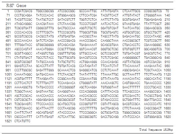 Nucleotide sequence of the R8P KBC Gene.