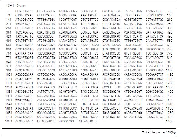 Nucleotide sequence of the R9B KBC Gene