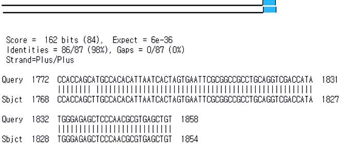 Align two sequences using BLAST. (R9B And R9B HanWoo)