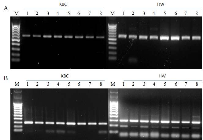 PCR analysis of specific gene expression in brindly cattle and hanwoo. A: R8P, B: R9B, KBC : Korean brindly cattle, HW : Hanwoo.