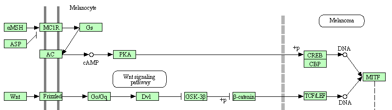 Melanogenesis pathway (KEGG pathway : http://www.genome.jp)