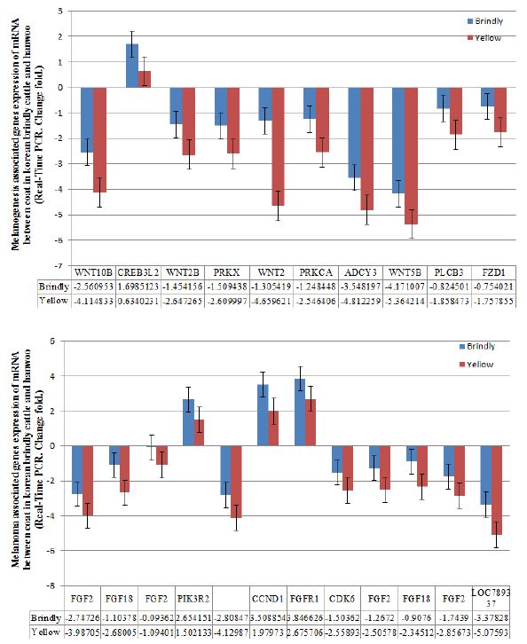 Real-Time PCR of melanogenesis gene expression in mRNA between korean brindly cattle and Hanwoo. KBC : Korean brindly cattle, HW : Hanwoo