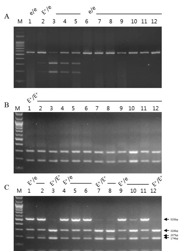 Genotype mutation of the MC1R gene in Korean native cattle, Korean native cattle with dark muzzle and Korean brindle cattle. PCR-RFLP analysis for detection of the MC1R genotype mutation in cattle. A: Korean native cattle, B: Korean native cattle with dark muzzle, C: Korean brindle cattle