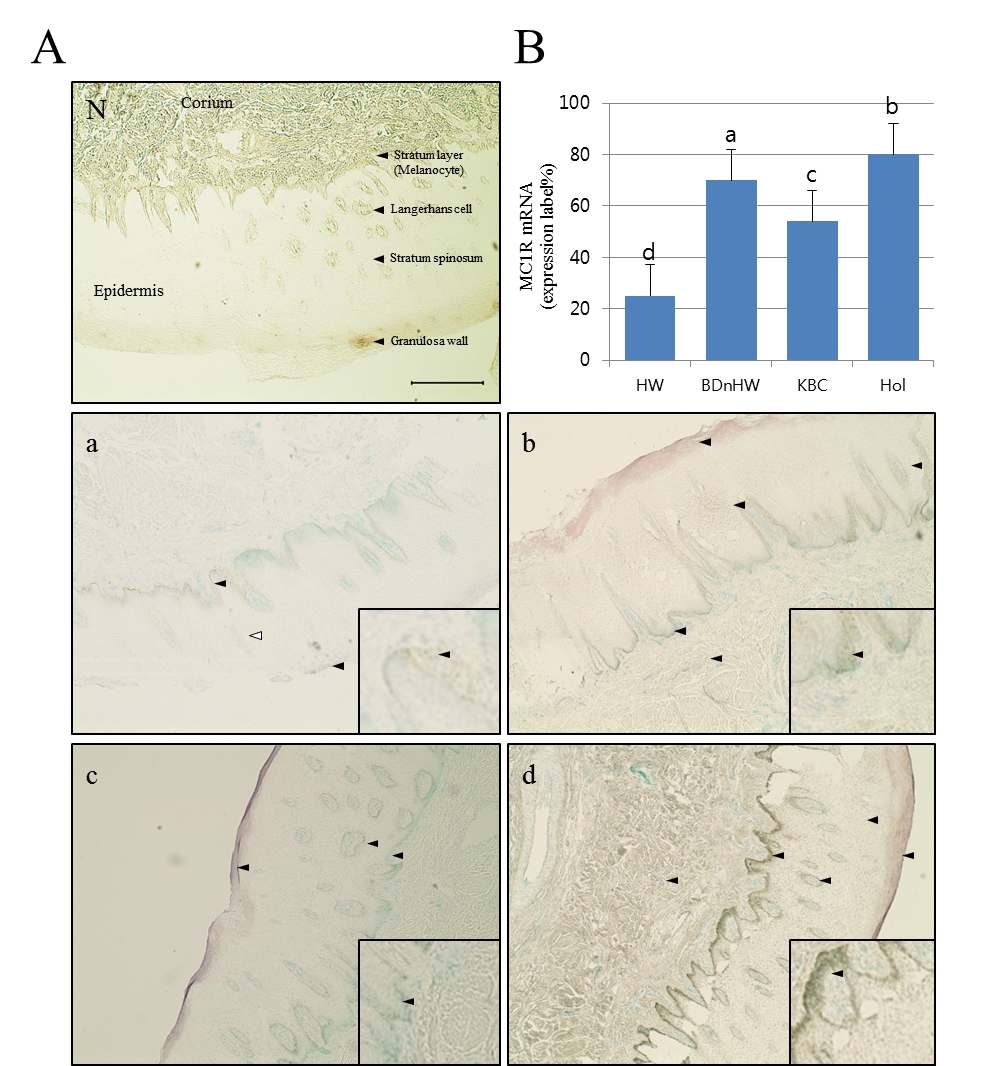 In situ hybridization of MAP1LC3A mRNA in the muzzle tissue of cattle. (A) In situ hybridization analysis of the MC1R gene in the cattle muzzle. (B) Percentage of MC1R probe detection dots. a: Korean native cattle, b: Korean native cattle with dark muzzle, c: Korean brindle cattle, d: Holstein cattle.