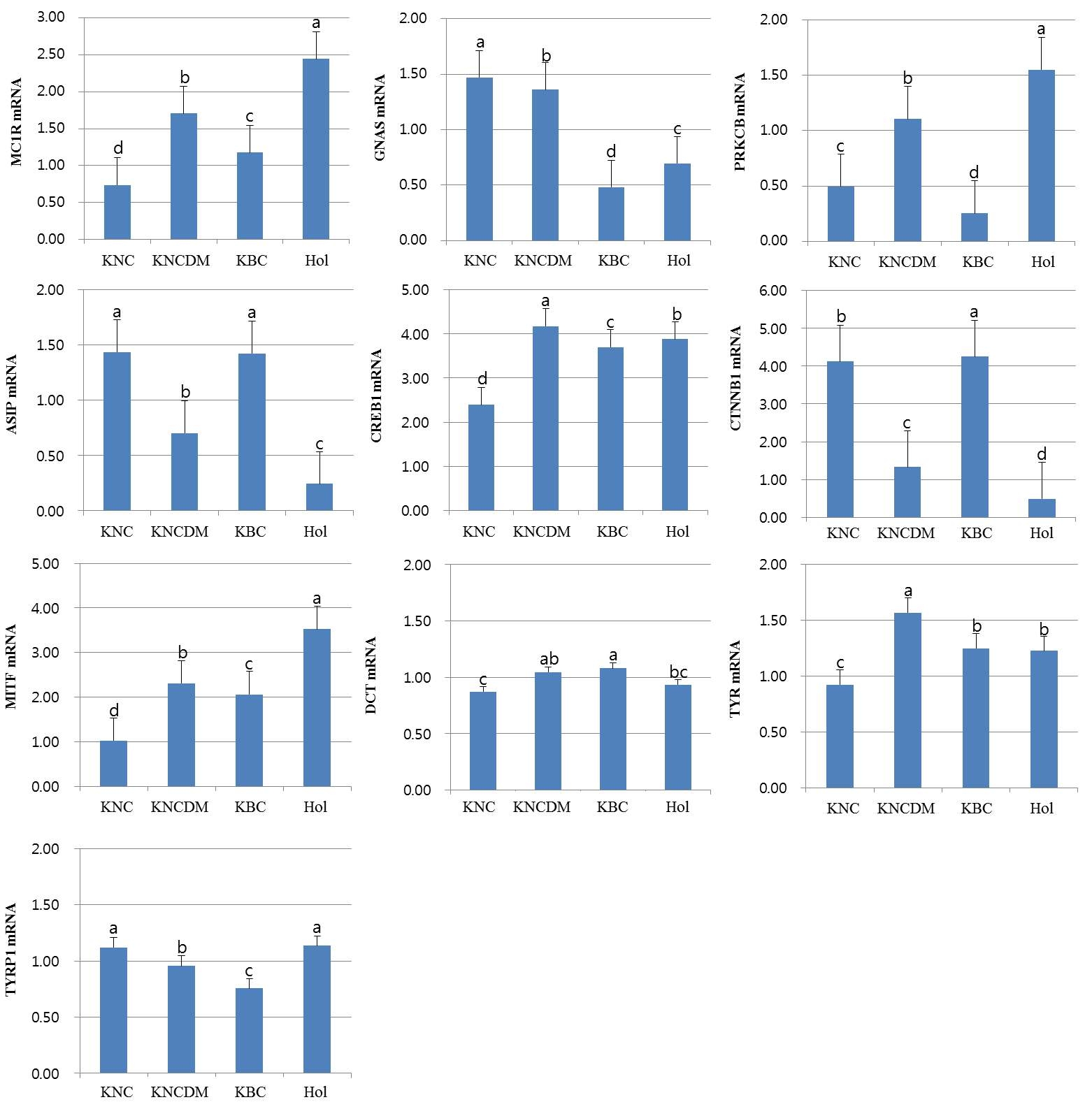 Expression patterns using real-time RT-PCR analysis of melanoma-associated genes between the muzzle tissue mRNAs in KNC, KNCDM, KBC and Hol. a,b,c,d.Differentletterswithinthesamecolumnrepresentasignificantdifference(p< 0.05). KNC: Korean native cattle (Han Woo), KNCDM: Korean native cattle with dark muzzle, KBC: Korean brindle cattle, Hol: Holstein cattle.