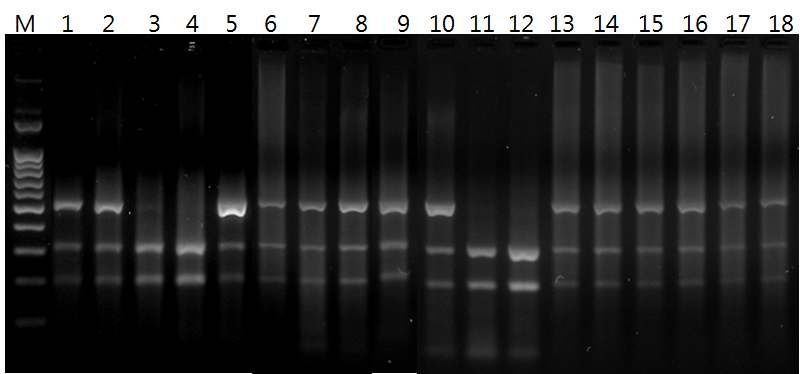 MC1R genotype pattern of Waiting Korean brindle cattle. (No. 1∼18)