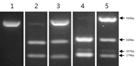 Genotype pattern of MC1R gene. Lane 1 : e/e , lane 2 : E+/E+ , lane 3 : E+/e , lane 4 : E+/E+(3) , lane 5 : E+/e(4).