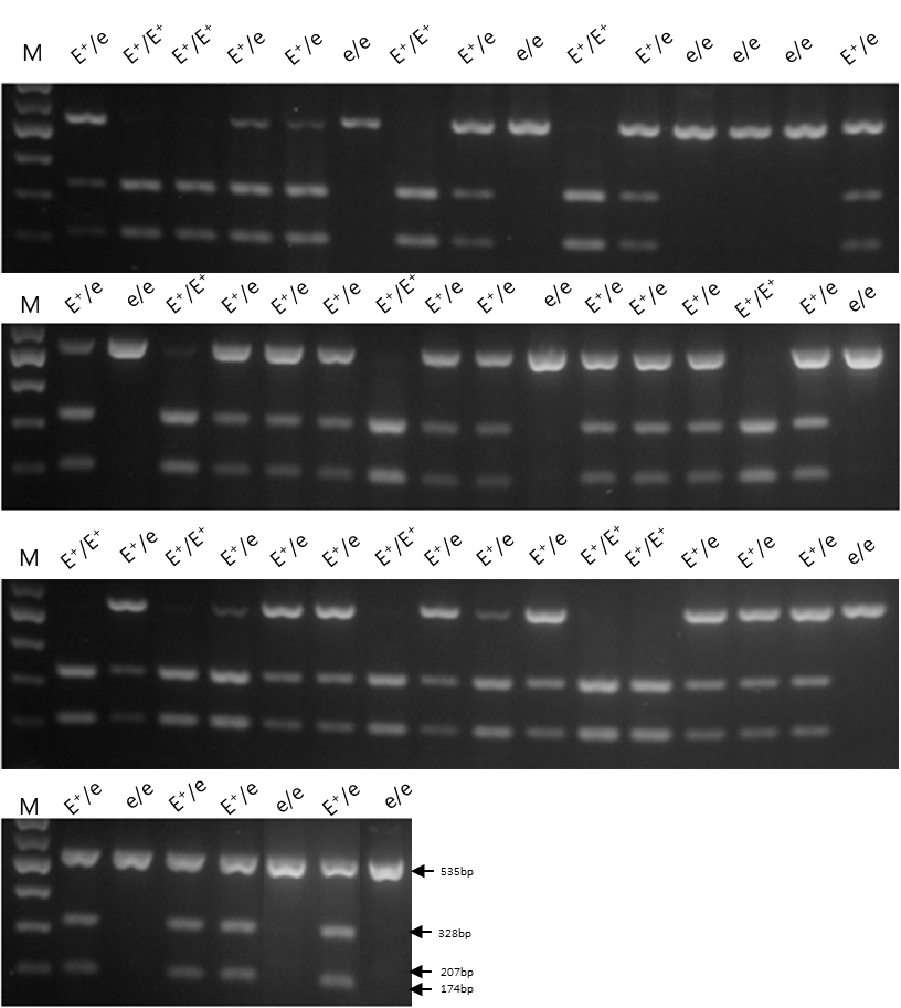 PCR-RFLP analysis of the MC1R genotypes of offspring from mating system of MC1R genotype patterns in Korean brindle cattle.