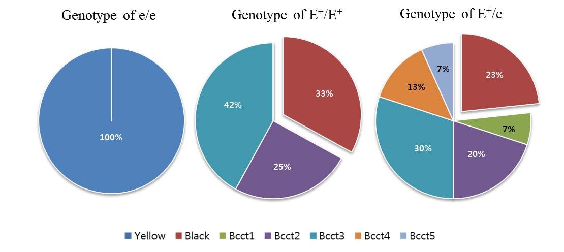 Coat color expressed of MC1R genotype pattern in offspring