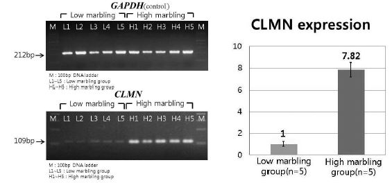 한우 CLMN 유전자의 high 및 low marbling 그룹 간 유전자 발현량 비교 분석