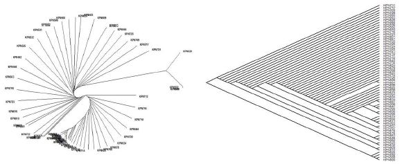 Fst 기반 한우 참조집단의 Sire 가계별 phylogenetic tree (UPGMA)