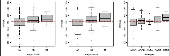 Effect of haplotype for two highly significant SNPs in 23-24Mb of BTA14 on carcass weight