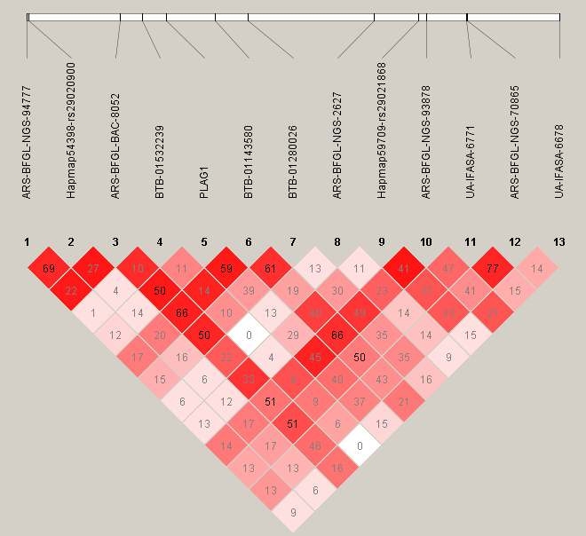 Linkage disequilibrium of the 13 SNPs on BTA14. Linkage disequilibrium pattern between SNPs in the 1.1 Mb BTA14