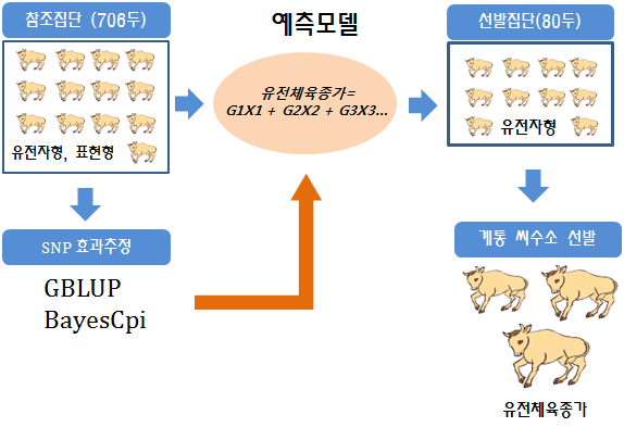 Diagram of genomic selection in Hanwoo