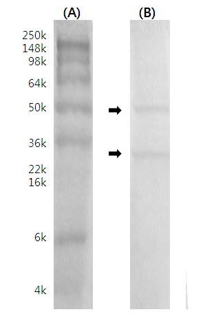 누룩치에서 추출한 조단백효소의 SDS-PAGE (A: Marker, B: Sample).