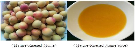 Photograph of mature-ripened mume(left) and mature-ripened mume juice(right).