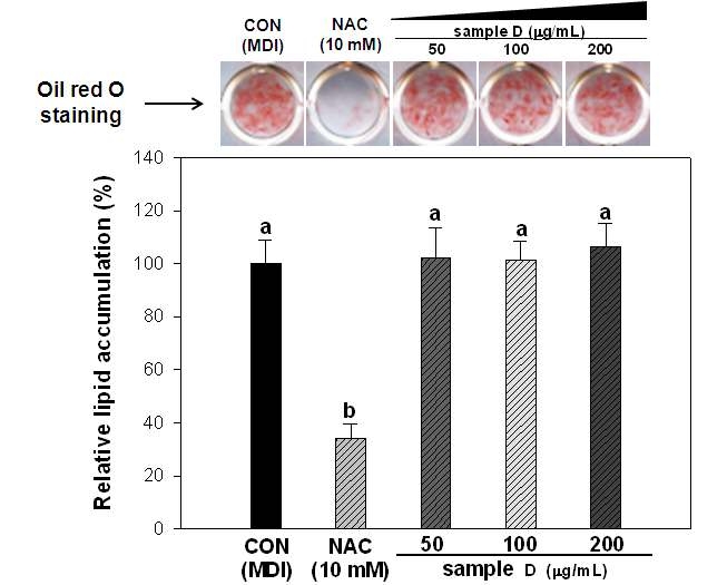 Effect of Crataeg i fructus extract at various concentration on lipid accumulation during differentiation of 3T3-L1 preadipocytes.