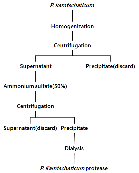 P . kamtschaticum protease의 추출